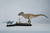 Daspletosaurus Resin Kit by DeClay