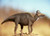 Corythosaurus Resin Kit by Salas