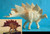 Stegosaurus 1:35 Resin Kit by Dan LoRusso