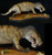 Gorgonops Finished Model by Dan's Dinosaurs