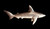 Grey Reef Shark Resin Kit by MO Models