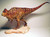 Acrocanthosaurus (version 2) Resin Kit by Creativebeast