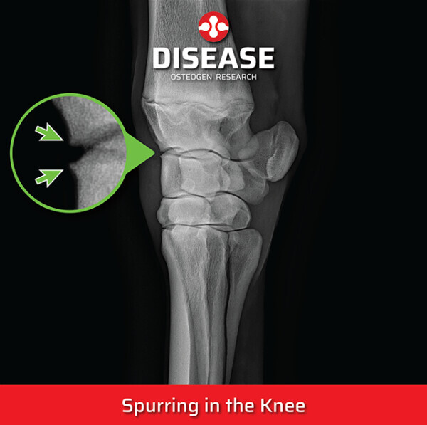 Spurring in the knee