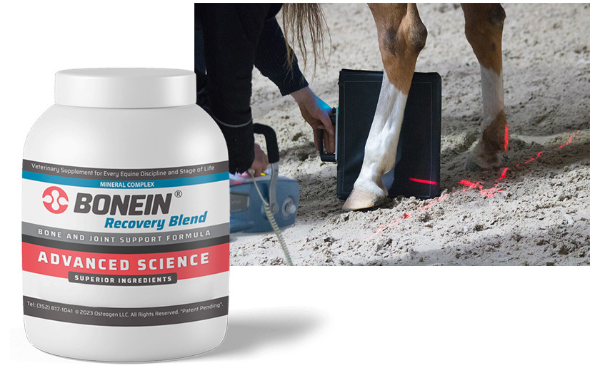 BONEIN Equine