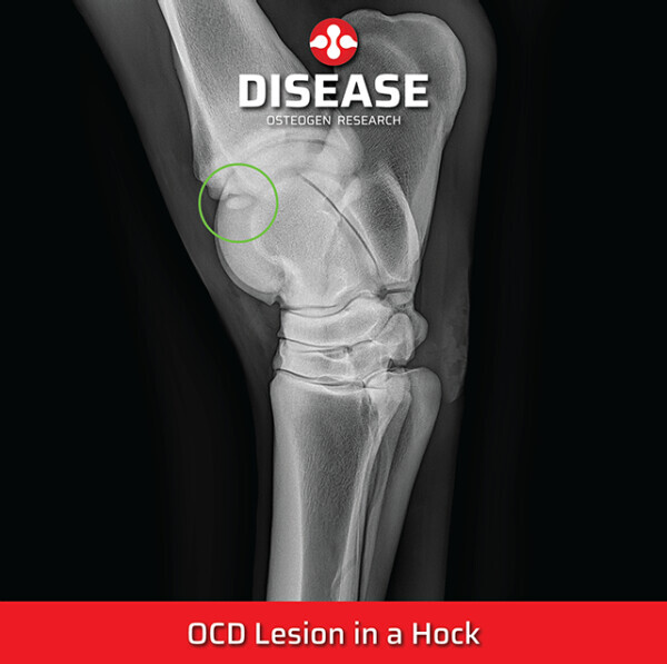 OCD Lesions in a hock