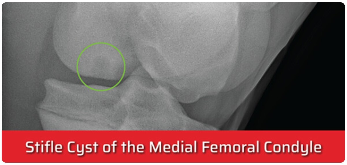 Stifle cyst