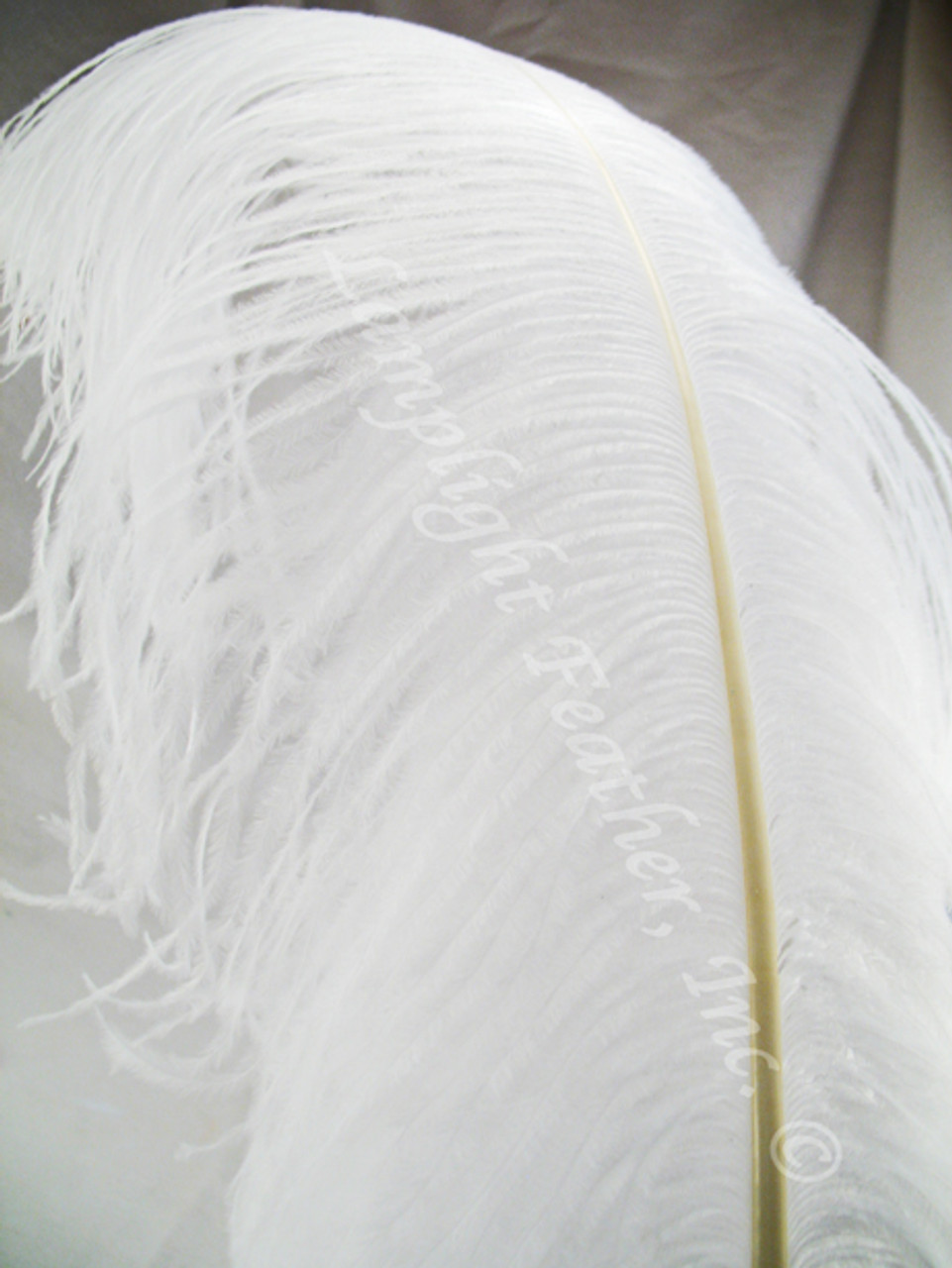 20 inch white ostrich feathers