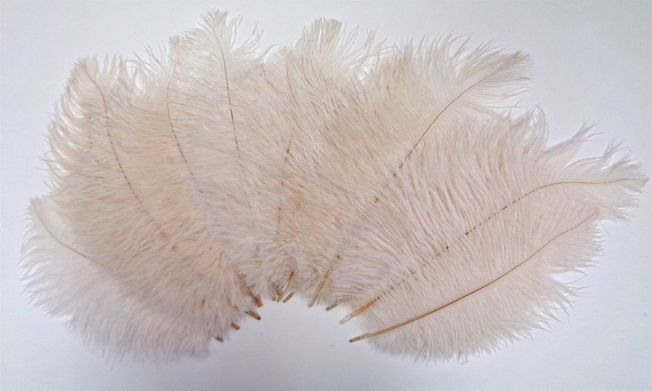 ostrich feathers ivory
