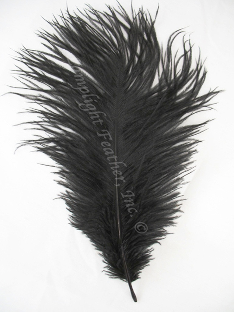 Black Ostrich Feather 1620 inch Long per Each
