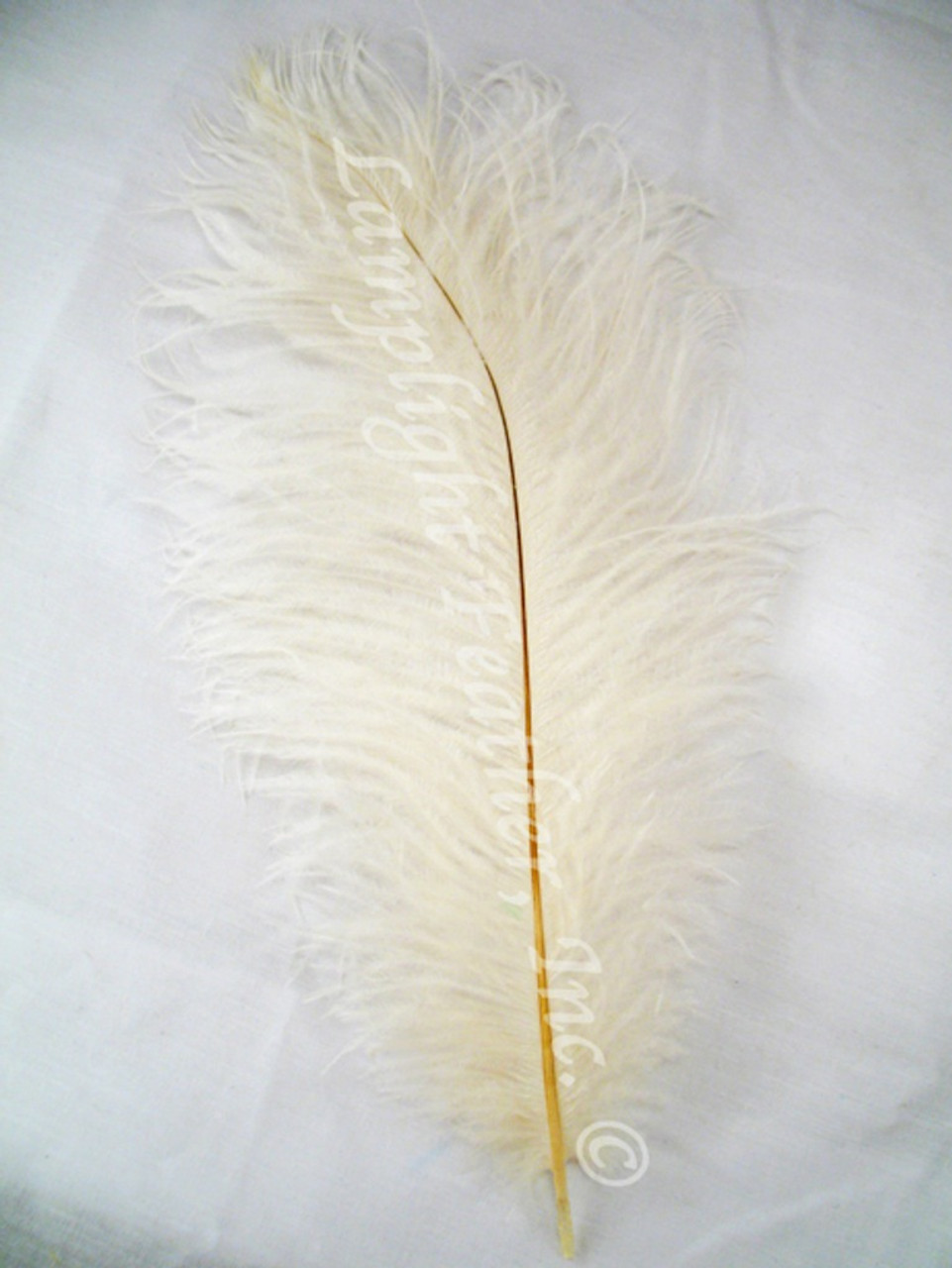 ostrich feathers ivory