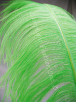 Lime Ostrich Feather Plume Premium Large 24-30 inch per Each