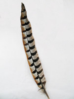 Reeves Pheasant Tail Feathers Reeves Pheasant Tail Feathers
