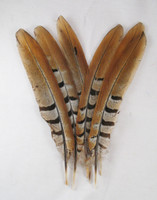 Pheasant Tail Feathers, REEVES, 8-10 inch, per 12 Pheasant Tail Feathers, REEVES, 8-10 inch, per 12