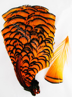 TIPPET CAPE, Lady Amherst Pheasant, dyed Orange