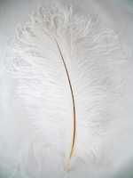 White Ostrich Feather 8-12 inch size per Each