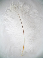 White Ostrich Feather Seconds 8-12 per 10 White Ostrich Feather Seconds 8-12 per 10