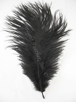 Black Ostrich Feathers