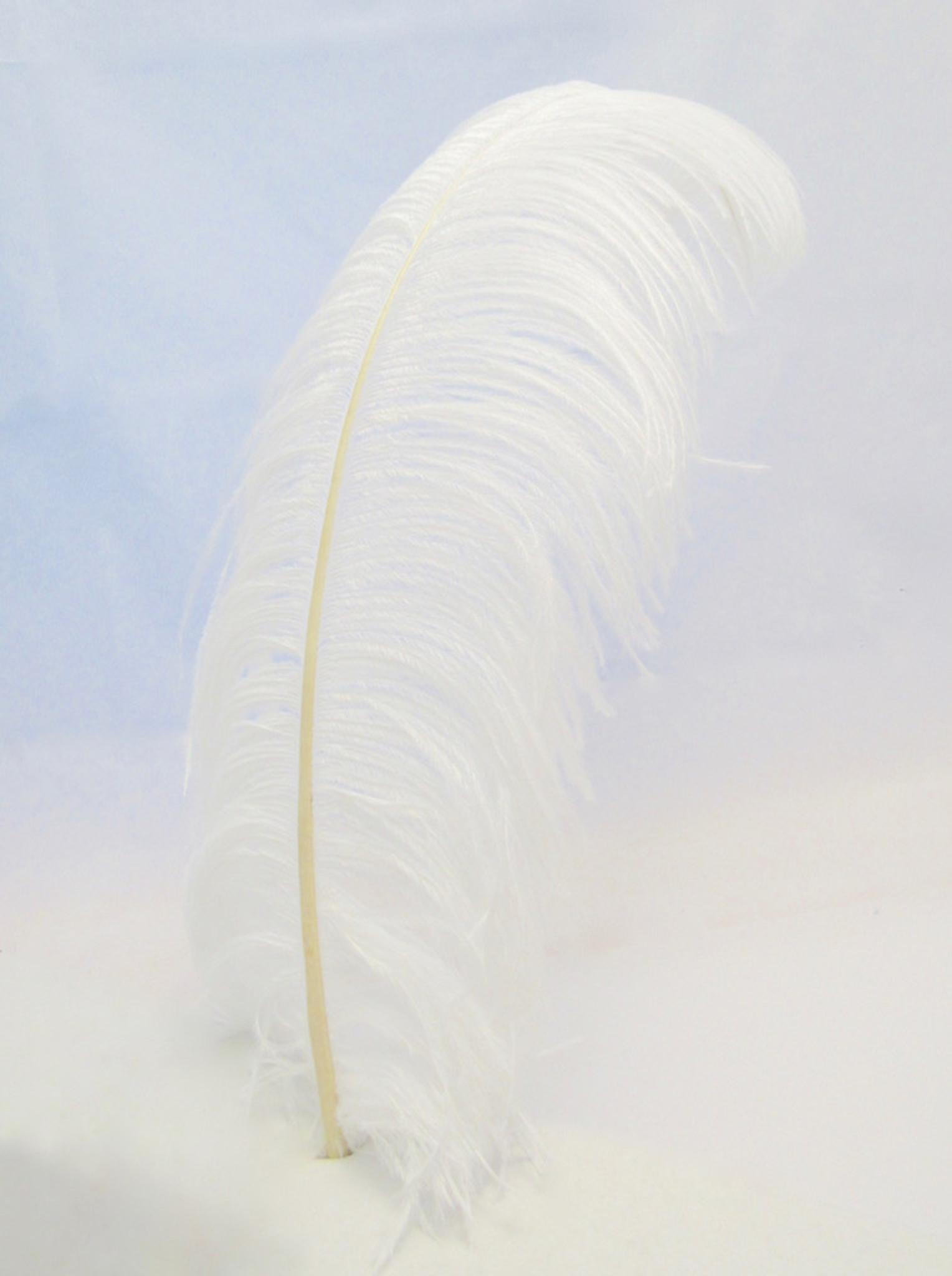 EXTRA LARGE, Ostrich Wing Plumes 25''-29'', Bleached White (1/2 Pound)