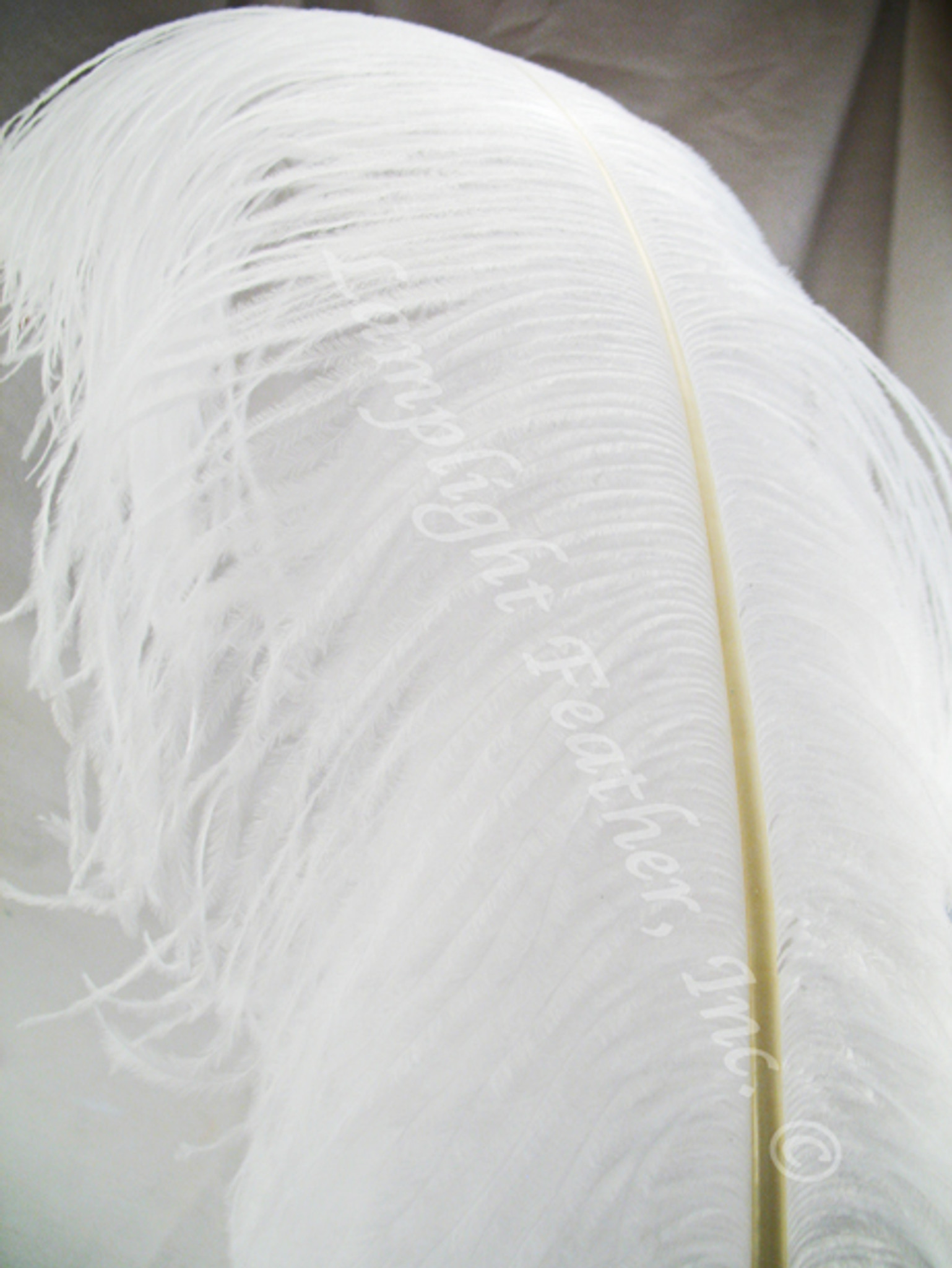 White Ostrich Feather Plume Premium Large 20-24+ inch per Each