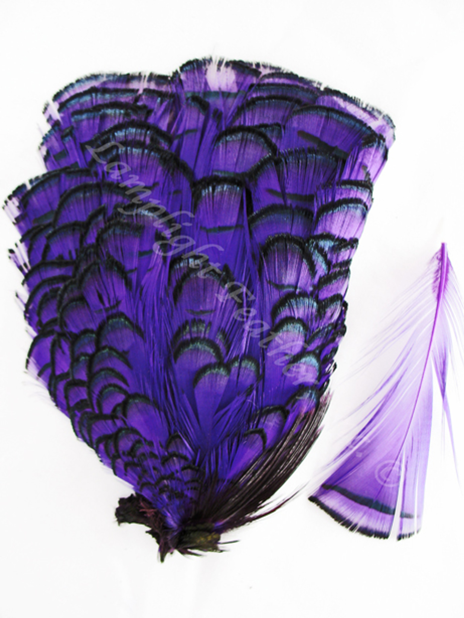 Rooster Coque Tails White-Dyed - Purple