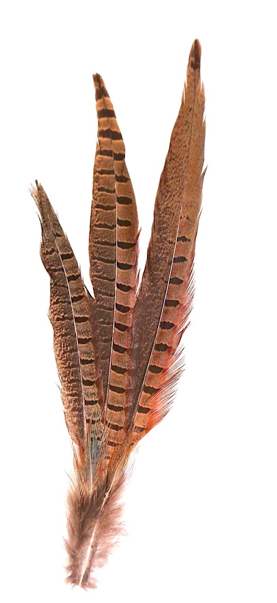 Pheasant Tail Feather Hair Clip per Each