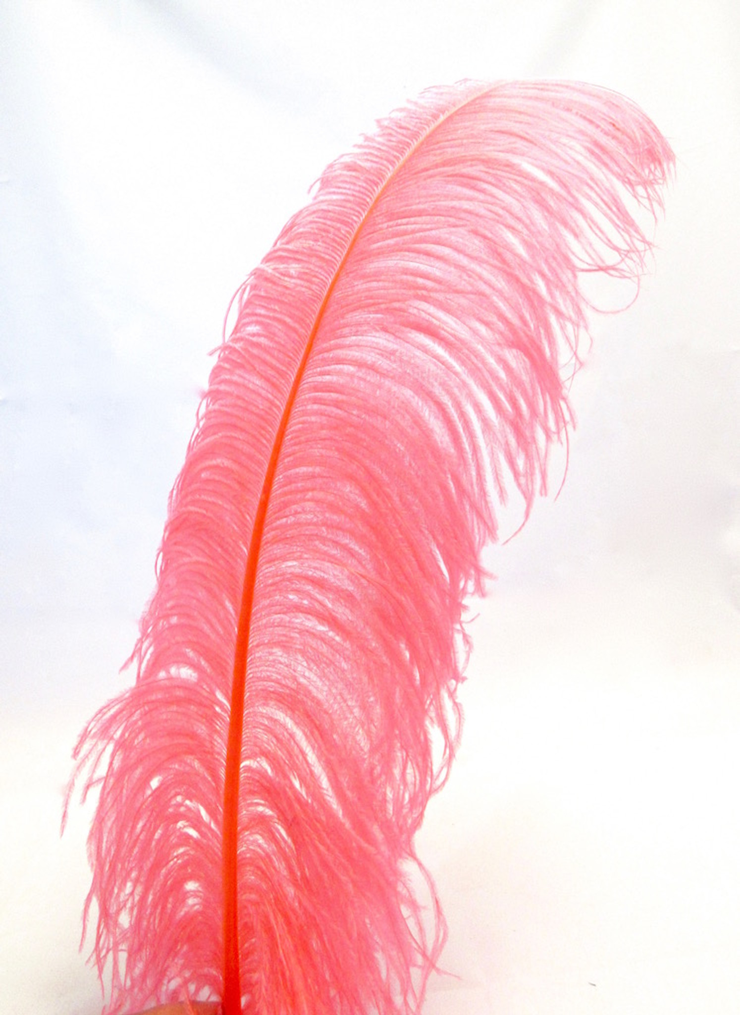 Ostrich Feathers - Wing Plumes