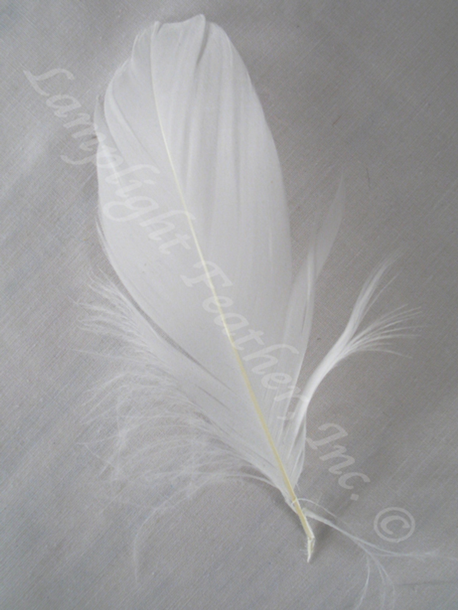 White Mini Ostrich Feathers 5-8 Inch per25