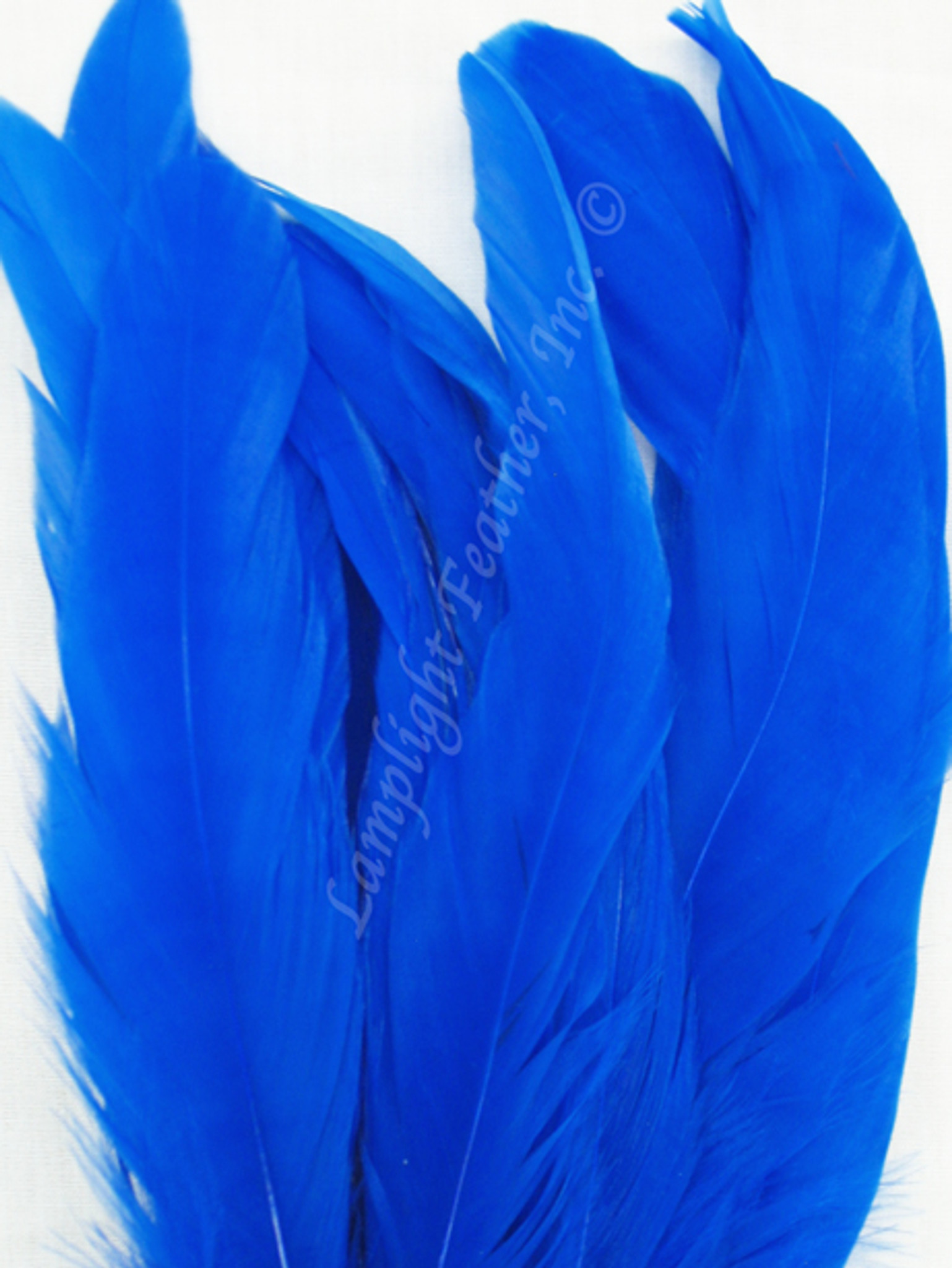 Blue Coque Rooster Tail Feathers 6-8 inch per ounce