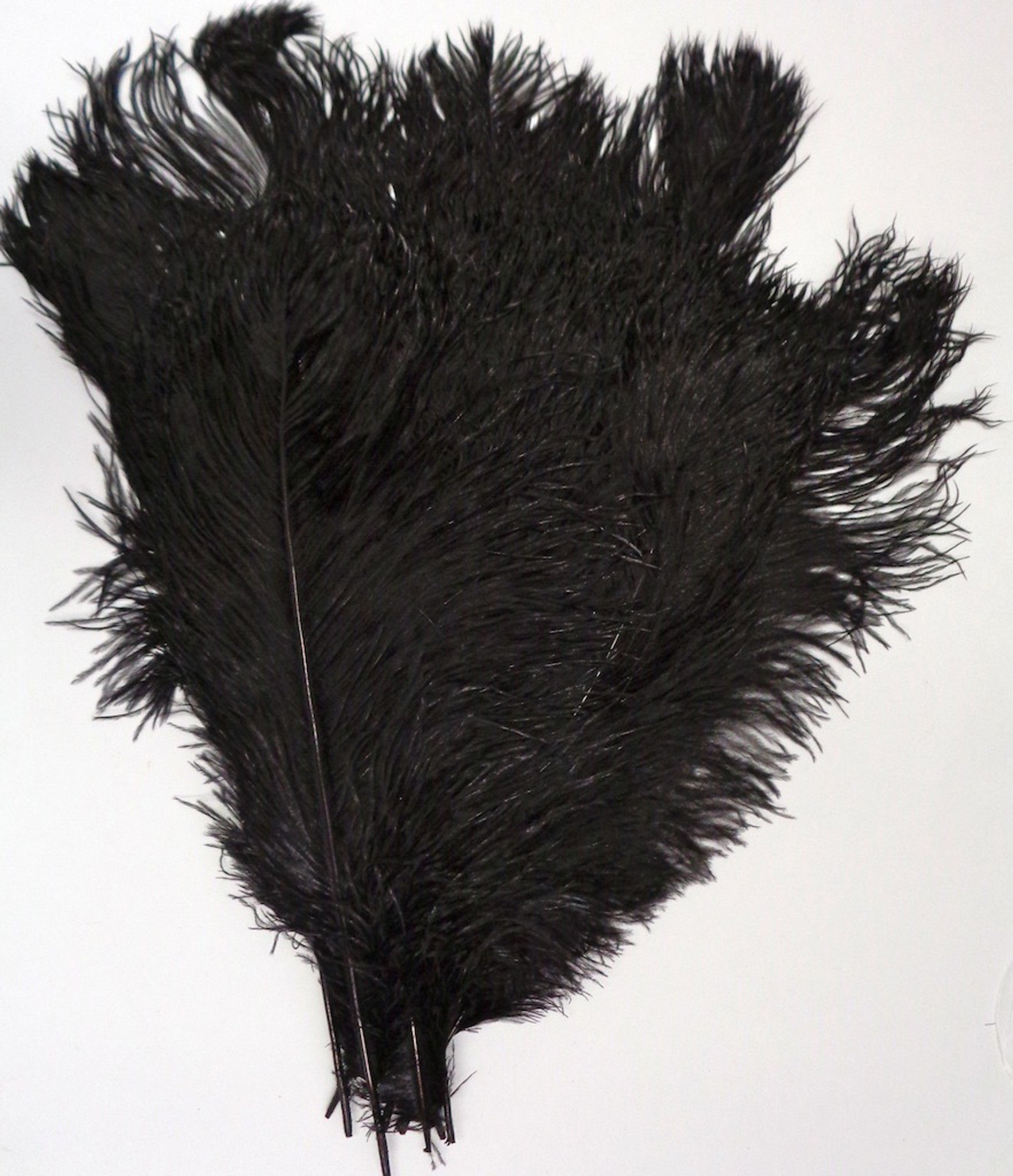 Ostrich Feathers 2-Pkg-Black