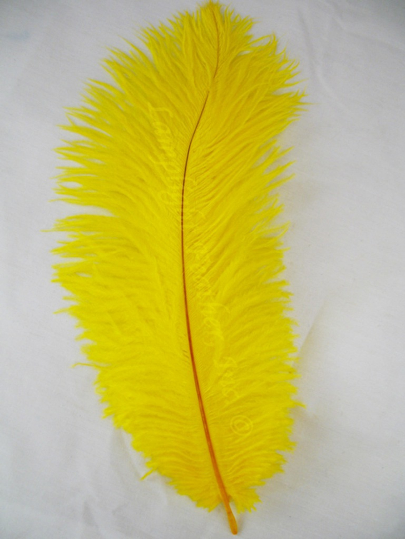 Ostrich Feathers For Sale