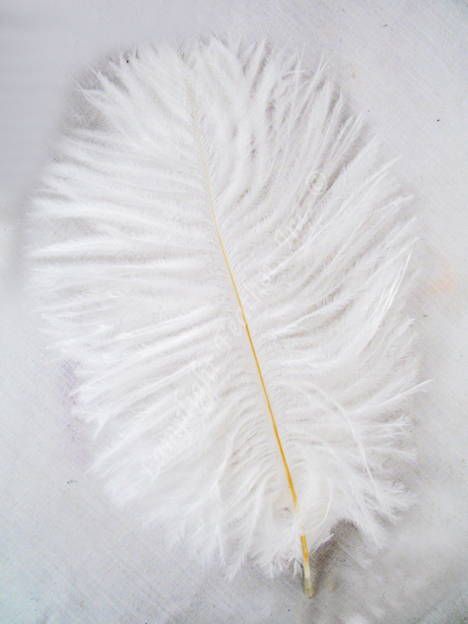 White Mini Ostrich Feathers 5-8 Inch per25