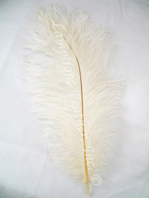 Ivory Ostrich Feather Seconds 8-12 per 10