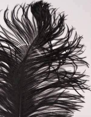 Black Ostrich Feather Seconds 12-16 per 6