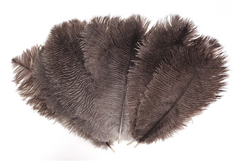 Natural Mini Ostrich Feathers 5-8 Inch per Dozen