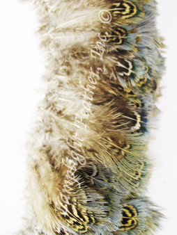 Ring-Necked Pheasant Strung Green Almonds per Ounce 