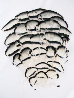 Millinery Feather Pad Lady Am Tippets per Each