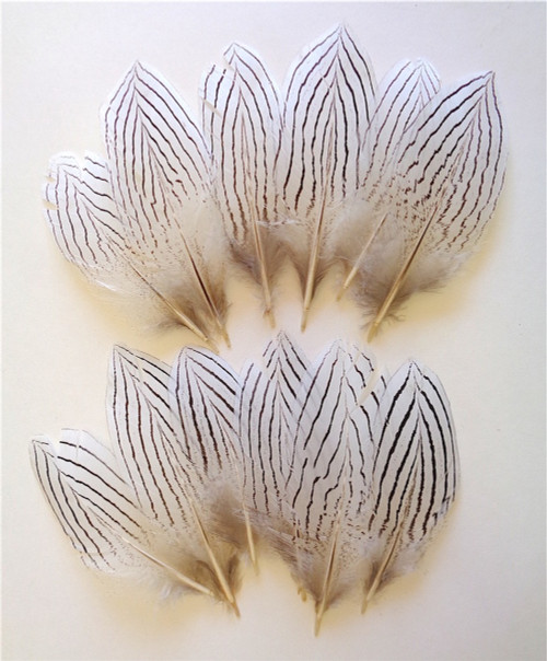 Silver Pheasant Tail Feathers 8-10 per FOUR (4)