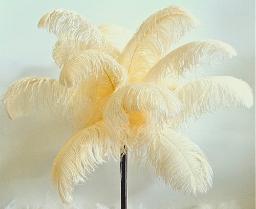 ostrich feathers ivory