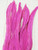 Coque, 15-18 inch, Fuchsia, per DOZEN