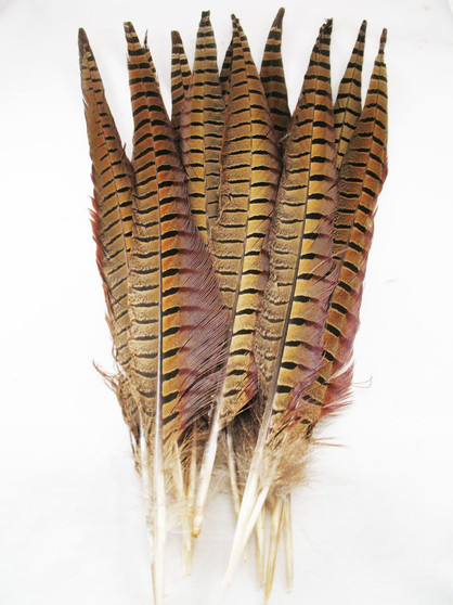 Ring-Necked Pheasant Tail Feathers 14-16 inch