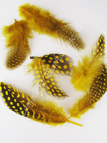 Guinea Plumage Craft Feathers Gold per half ounce