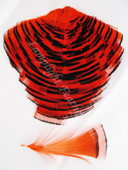TIPPET CAPE, GoldEN Pheasant, dyed Orange, per Each