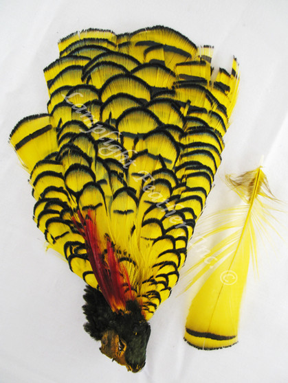 TIPPET CAPE, Lady Amherst Pheasant, dyed Yellow