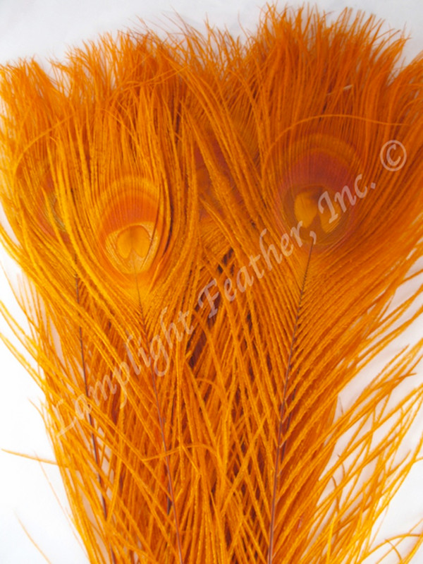 Orange Peacock Feathers Bleached 12-15 Inch per dozen