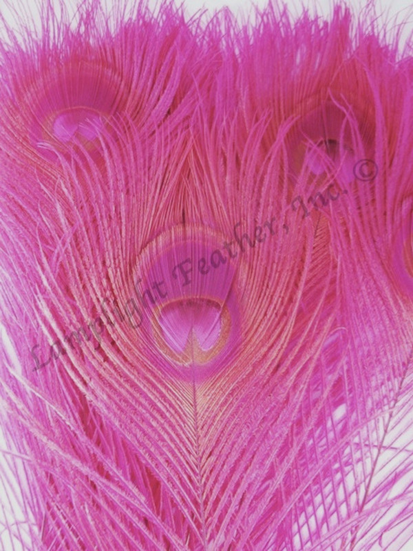 Peacock Feathers Bleached dyed Pink