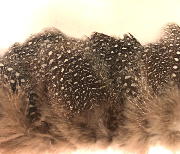 Strung Guinea Fowl Plumage Small Eyes 2-3" - per half ounce