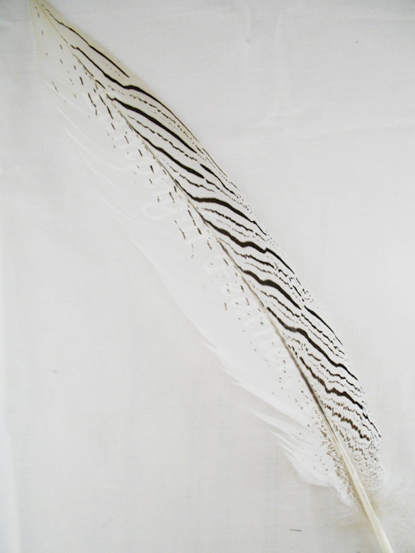 Silver Pheasant Tail Feathers 14-16