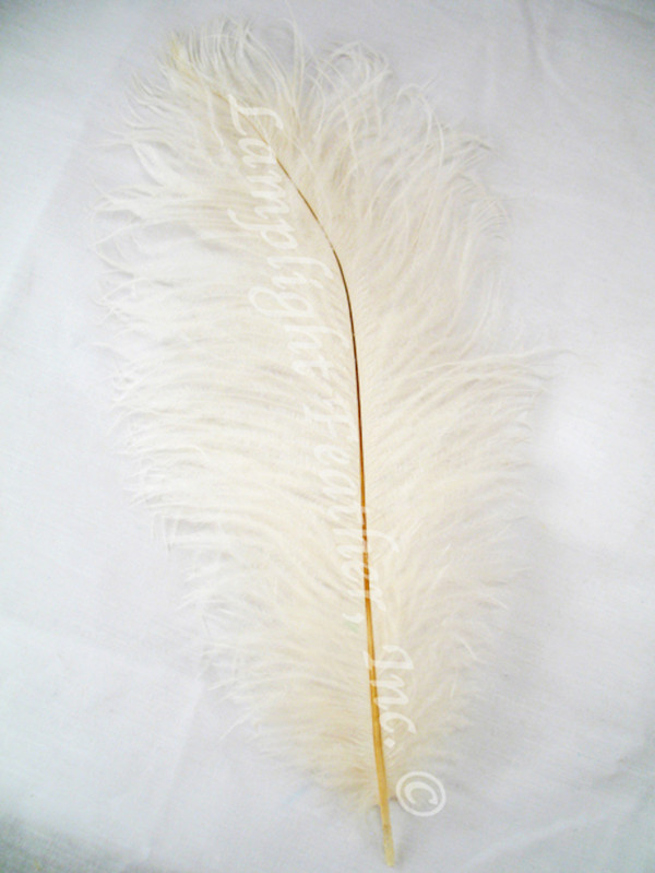 Ivory Ostrich Feather Seconds 8-12 per 10