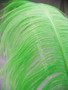 Lime Ostrich Feather Plume Premium Large 24-30 inch per Each