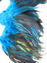Rooster Feathers Schlappen,half bronze, dyed Turquoise, per FOOT